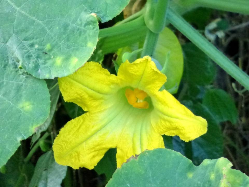 Cucurbita ficifolia