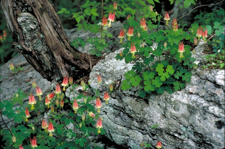 Aquilegia canadensis