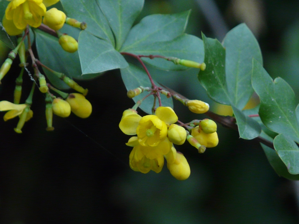 Berberis aristata