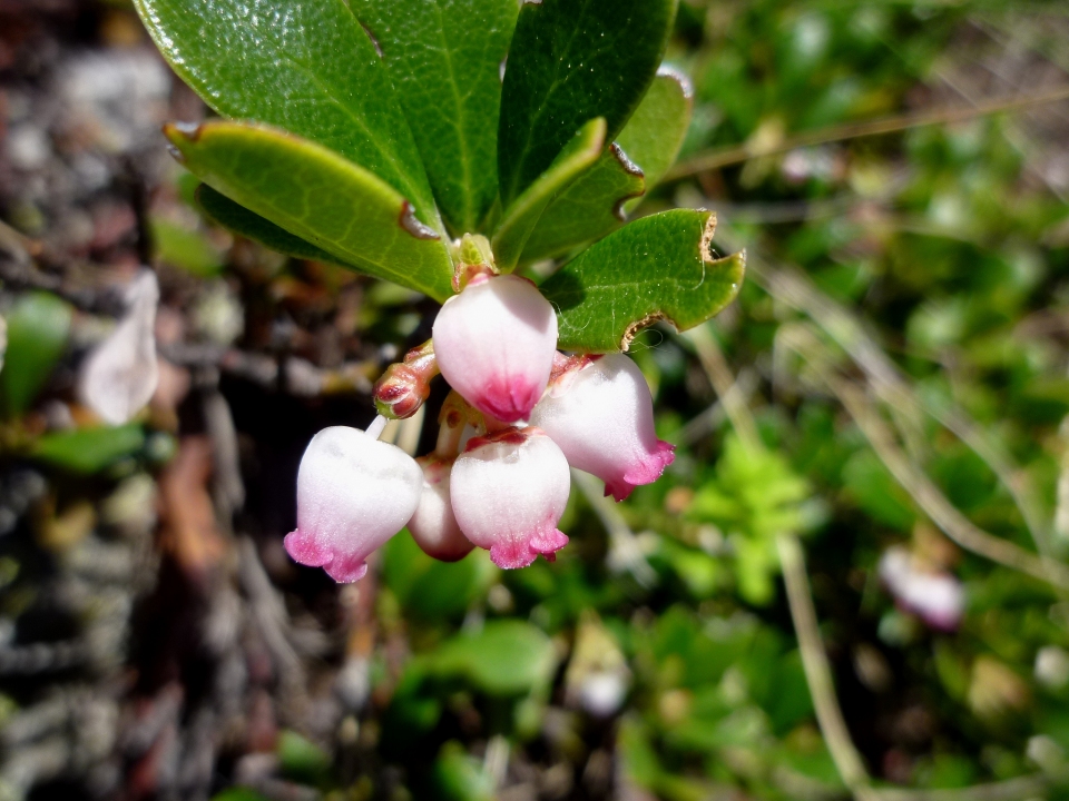 Arctostaphylos uva-ursi