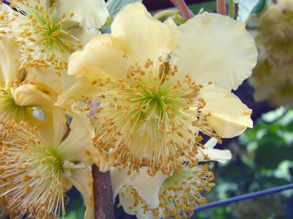 Actinidia chinensis