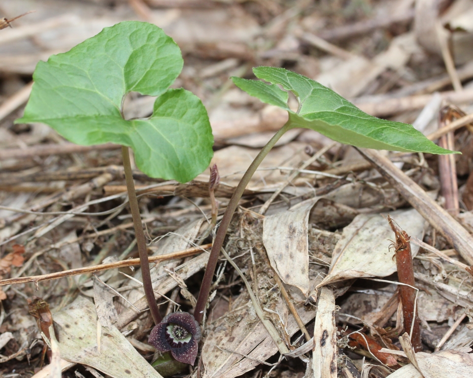 Asarum sieboldii