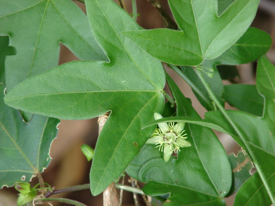 Passiflora suberosa