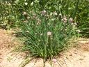 Allium schoenoprasum