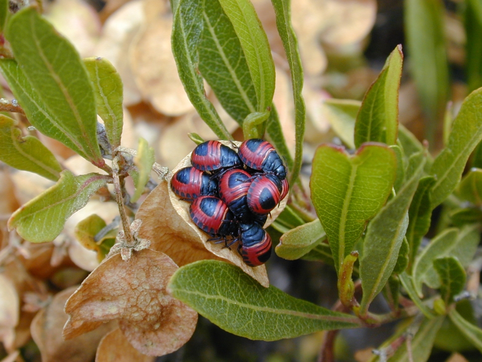 Dodonaea viscosa