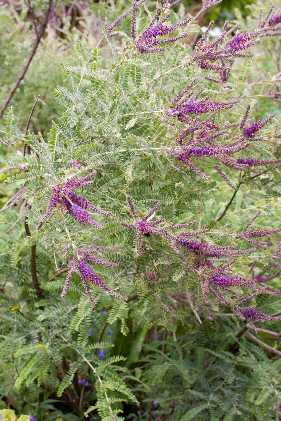 Amorpha nana