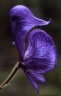 Aconitum columbianum