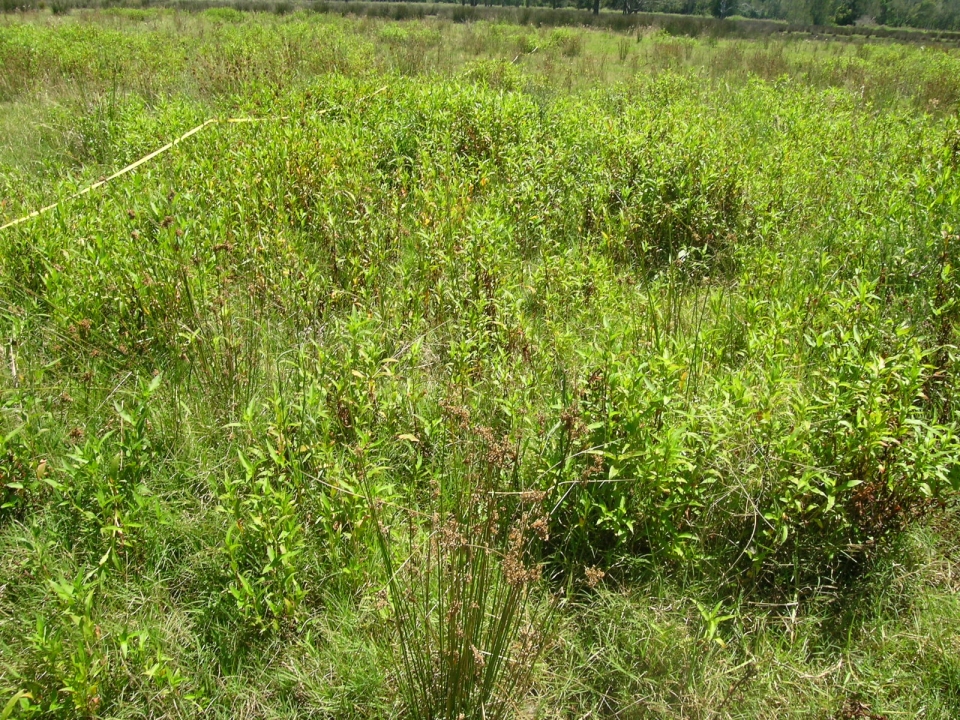 Persicaria hydropiper