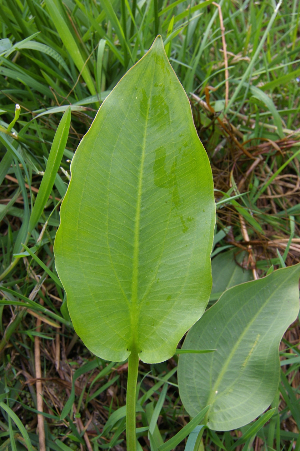 Alisma plantago-aquatica