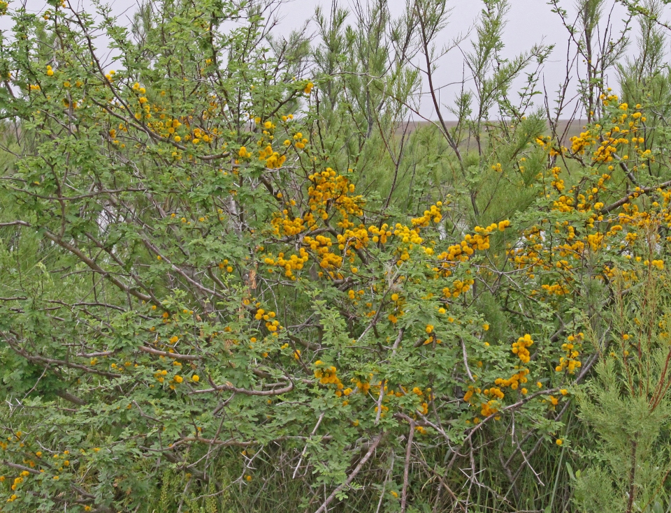 Vachellia farnesiana