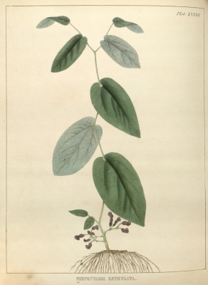 Aristolochia reticulata