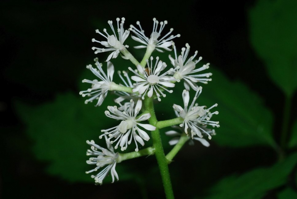 Actaea pachypoda