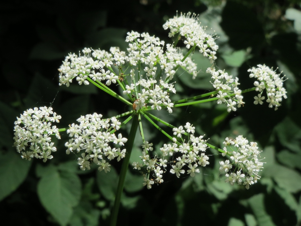 Aegopodium podagraria