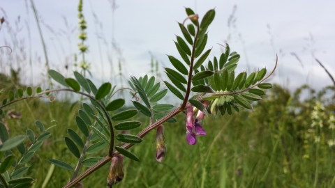 Vicia pannonica