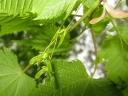 Acer argutum