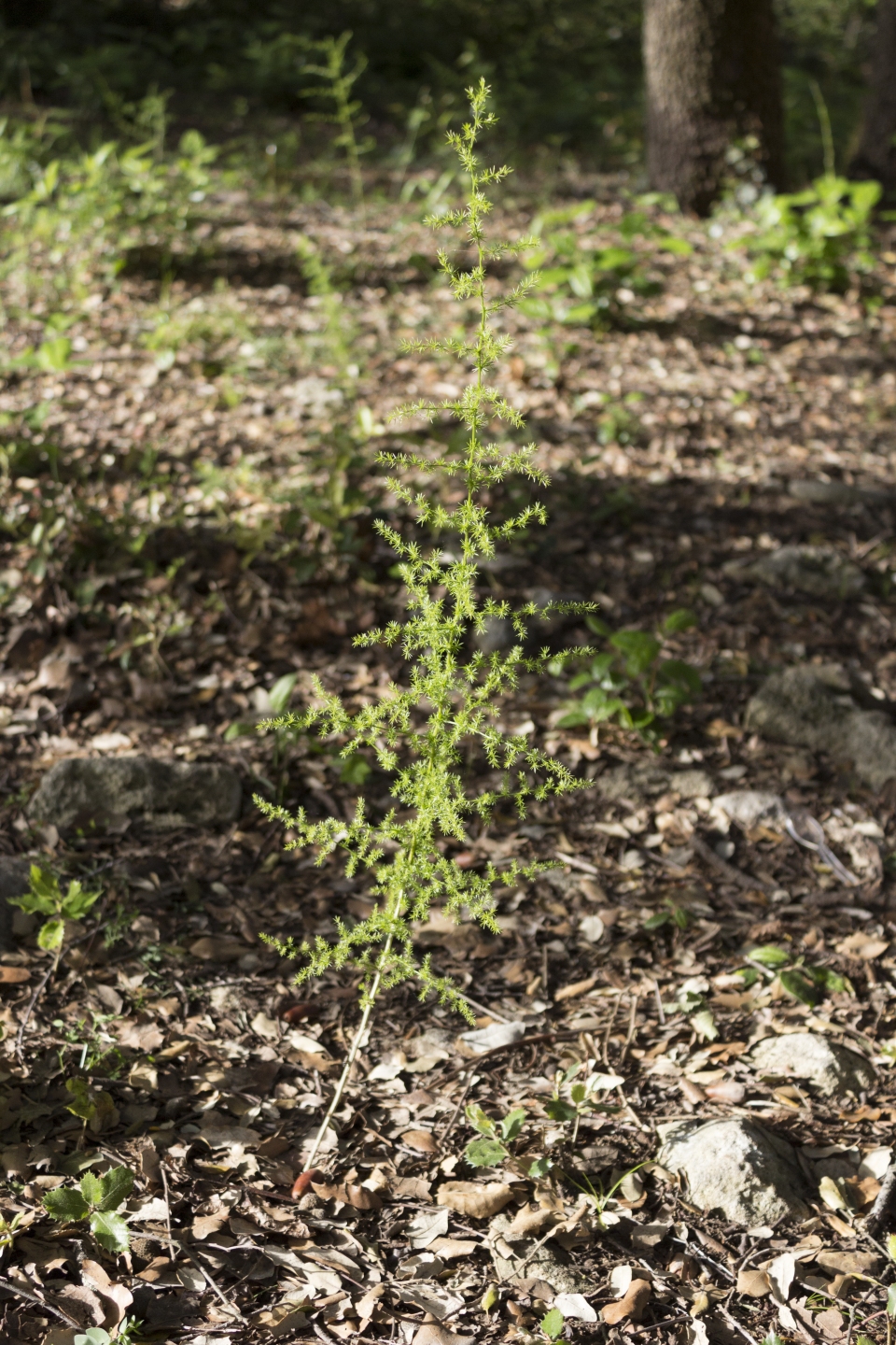 Asparagus acutifolius