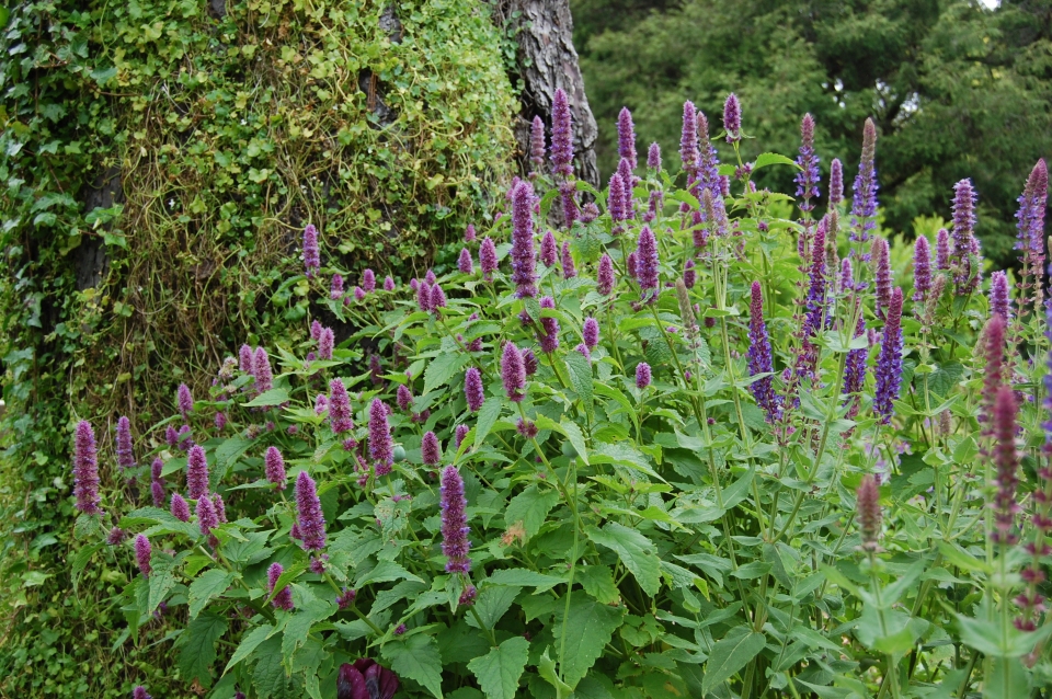 Agastache rugosa