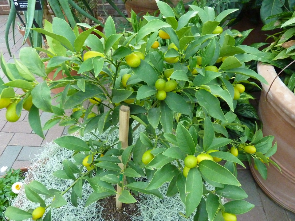 Fortunella japonica