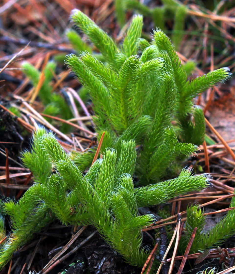 Lycopodium clavatum