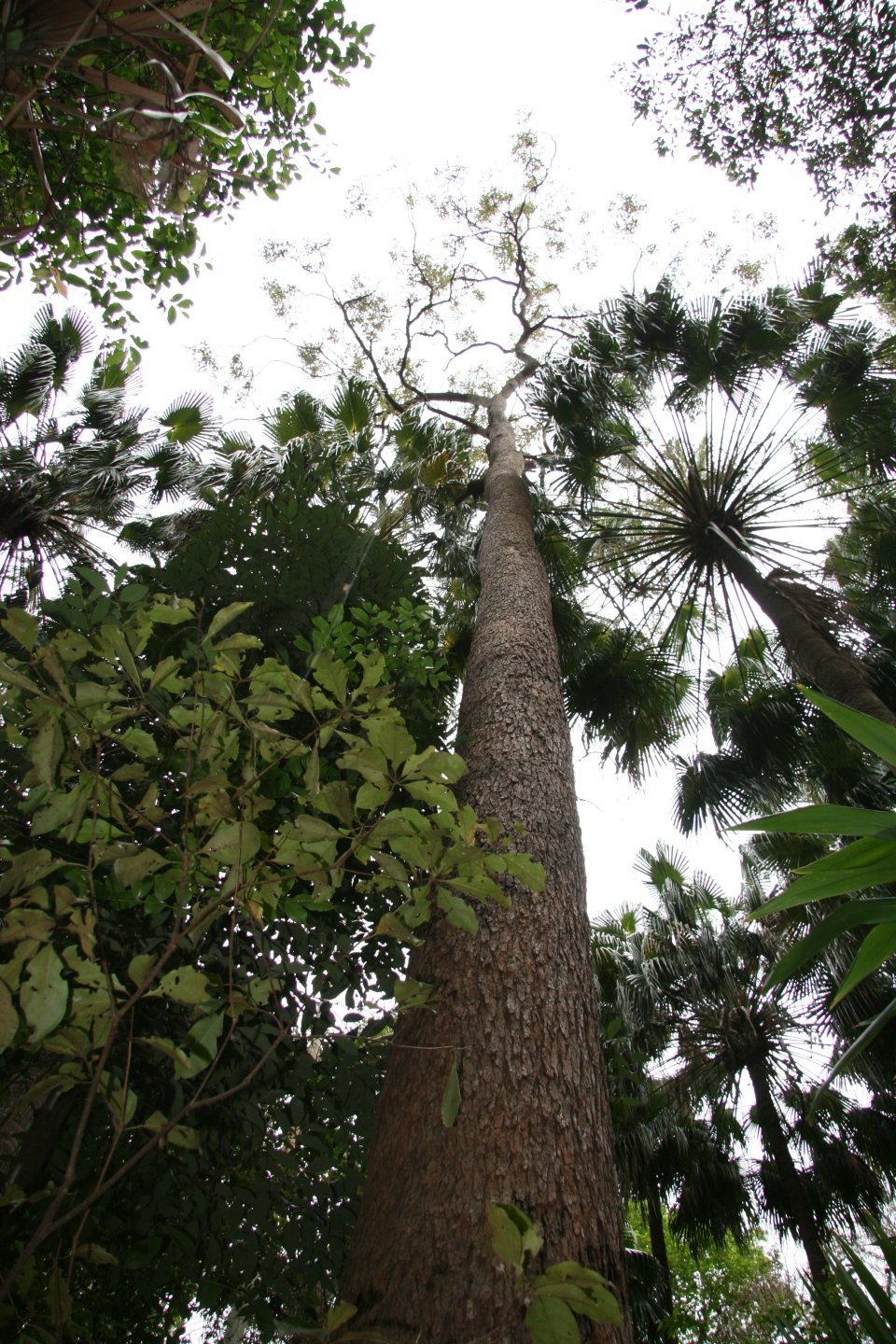 Corymbia intermedia