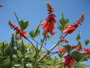 Erythrina humeana