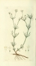 Asperula tinctoria