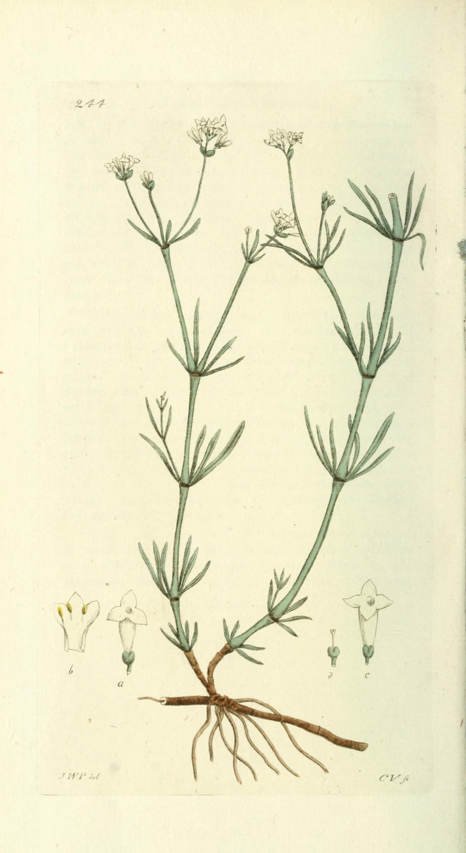 Asperula tinctoria