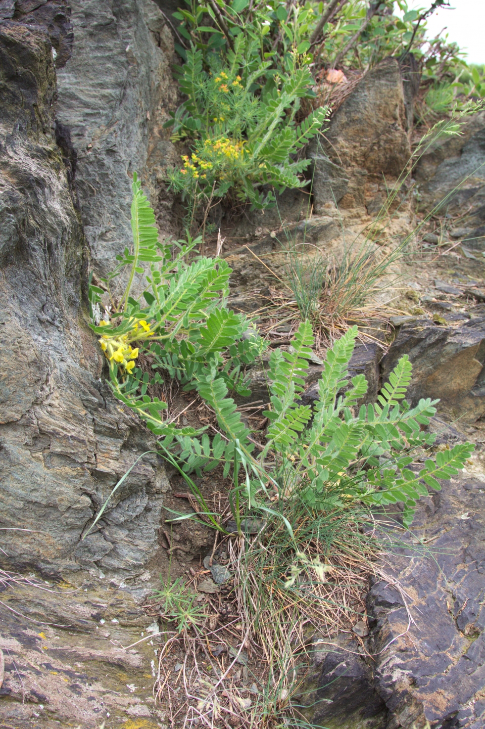 Astragalus exscapus