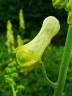 Aconitum lycoctonum