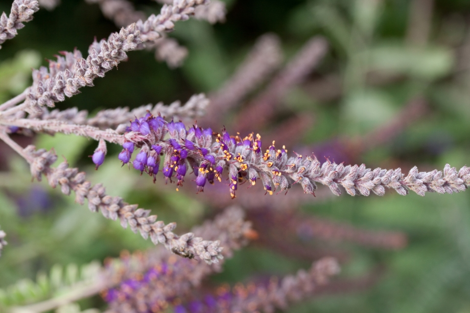 Amorpha nana