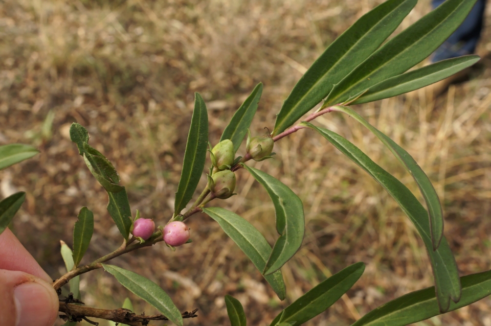 Eremophila debilis