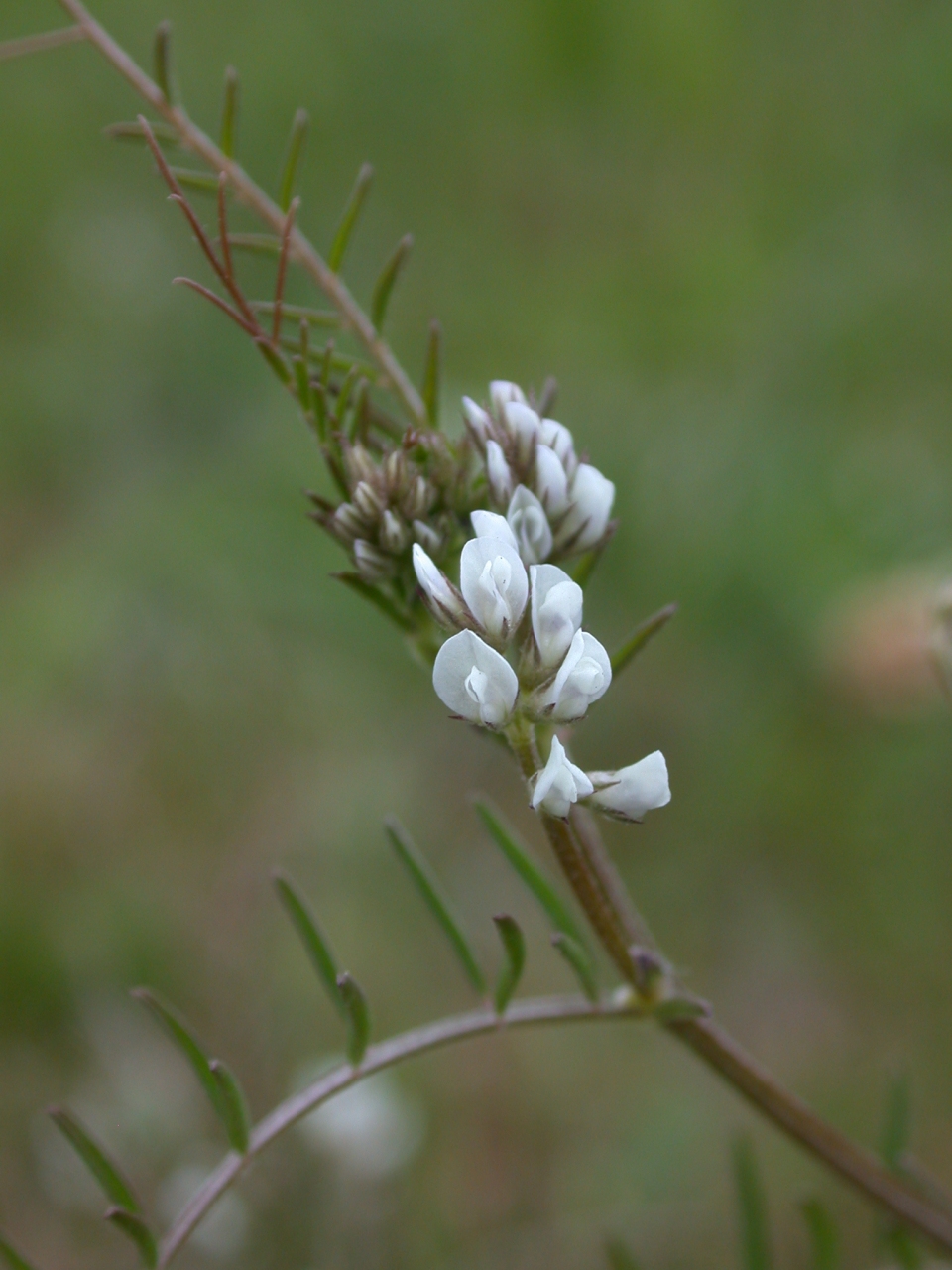 Vicia hirsuta