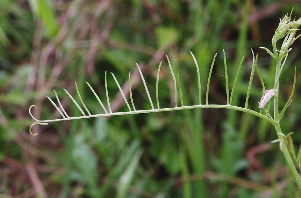 Vicia tenuifolia