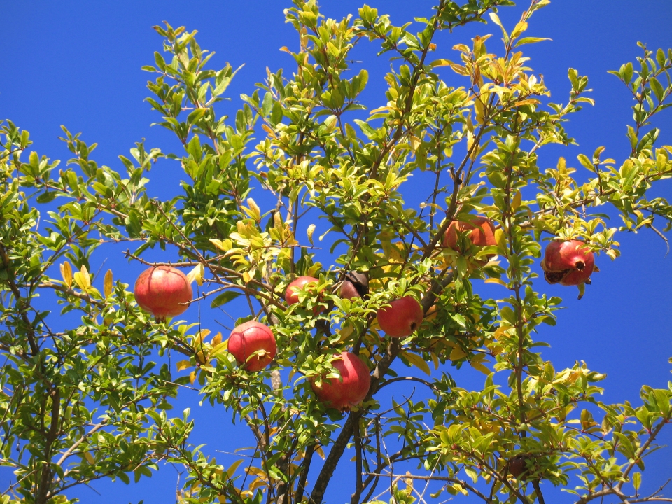 Punica granatum