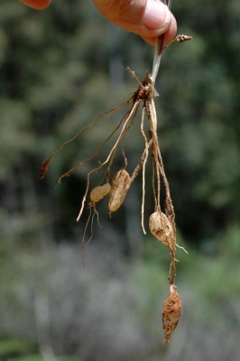 Thysanotus tuberosus