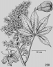 Aesculus chinensis