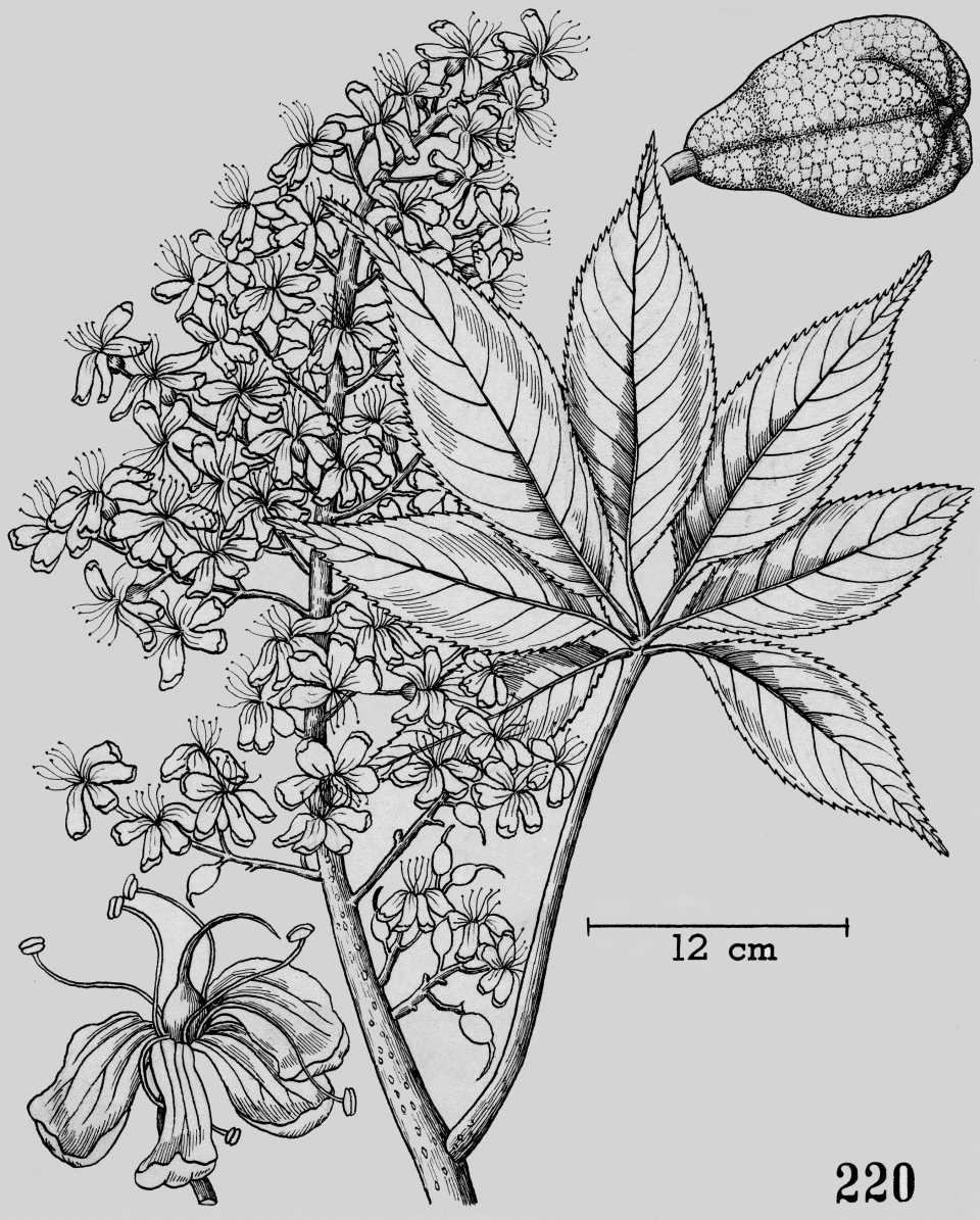 Aesculus chinensis