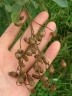 Nicotiana glauca
