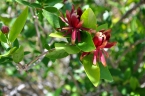 Calycanthus occidentalis