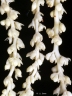 Livistona australis