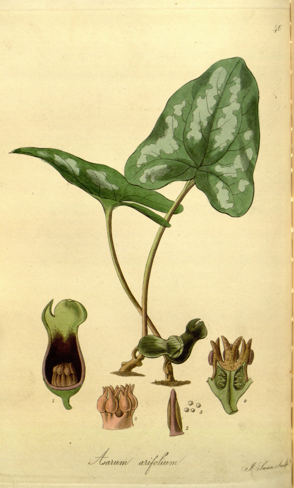Hexastylis arifolia