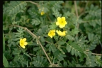 Tribulus terrestris