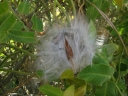 Araujia sericifera