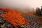 Acer circinatum
