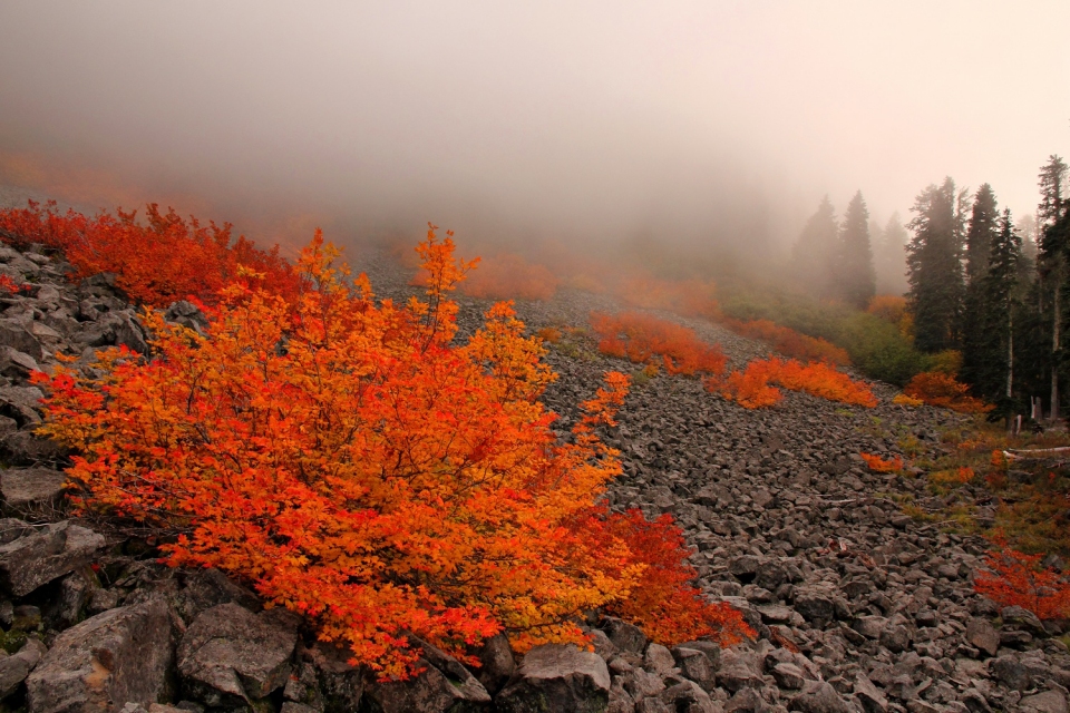 Acer circinatum
