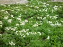 Anemone narcissiflora