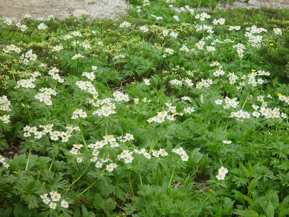 Anemone narcissiflora