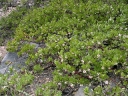 Arctostaphylos nevadensis