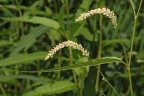 Persicaria lapathifolia