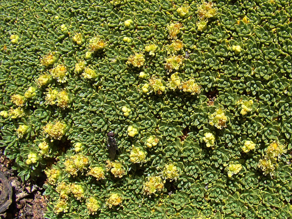 Azorella compacta